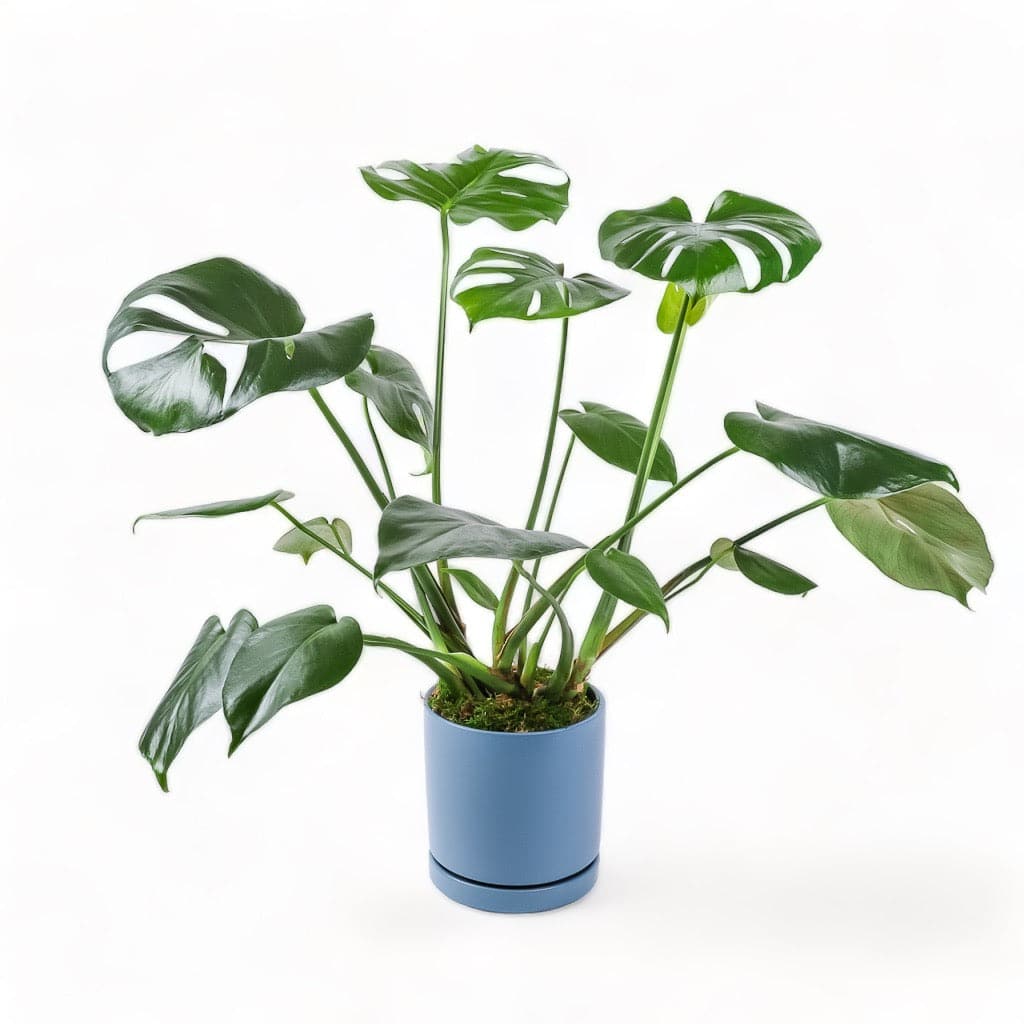 Medium Gemstone Potted Monstera Deliciosa - Green Fresh Florals + Plants