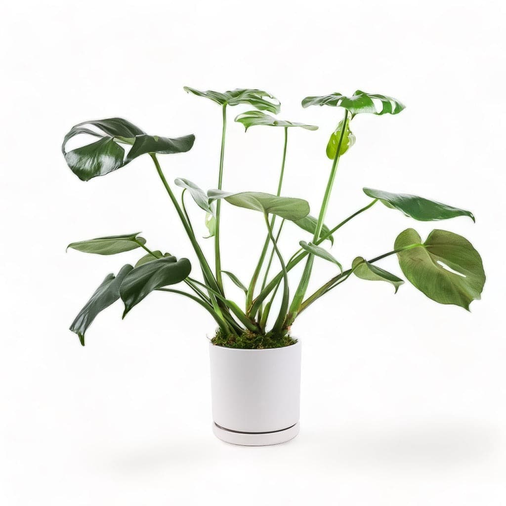 Medium Gemstone Potted Monstera Deliciosa - Green Fresh Florals + Plants