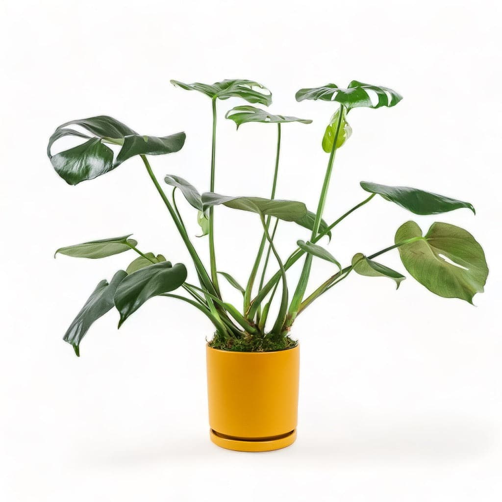 Medium Gemstone Potted Monstera Deliciosa - Green Fresh Florals + Plants