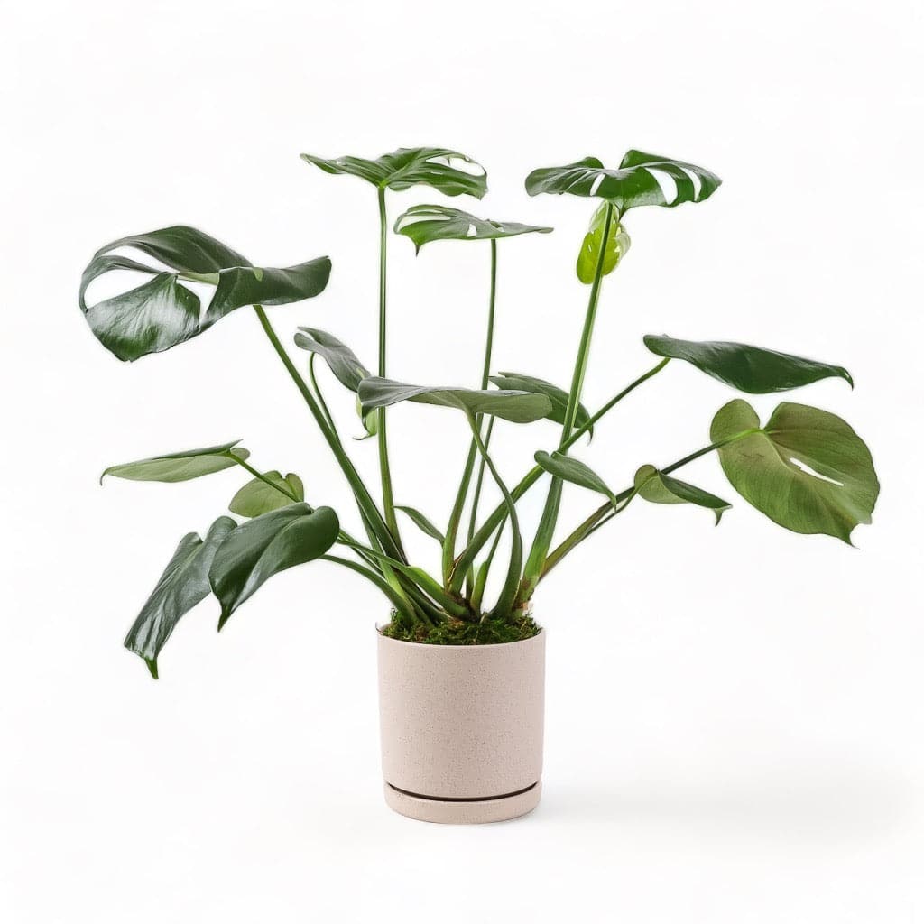 Medium Gemstone Potted Monstera Deliciosa - Green Fresh Florals + Plants