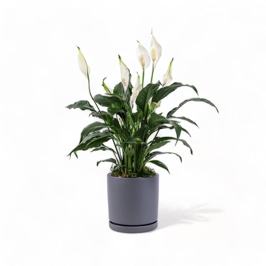 Medium Gemstone Potted Peace Lily - Green Fresh Florals + Plants