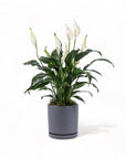 Medium Gemstone Potted Peace Lily - Green Fresh Florals + Plants