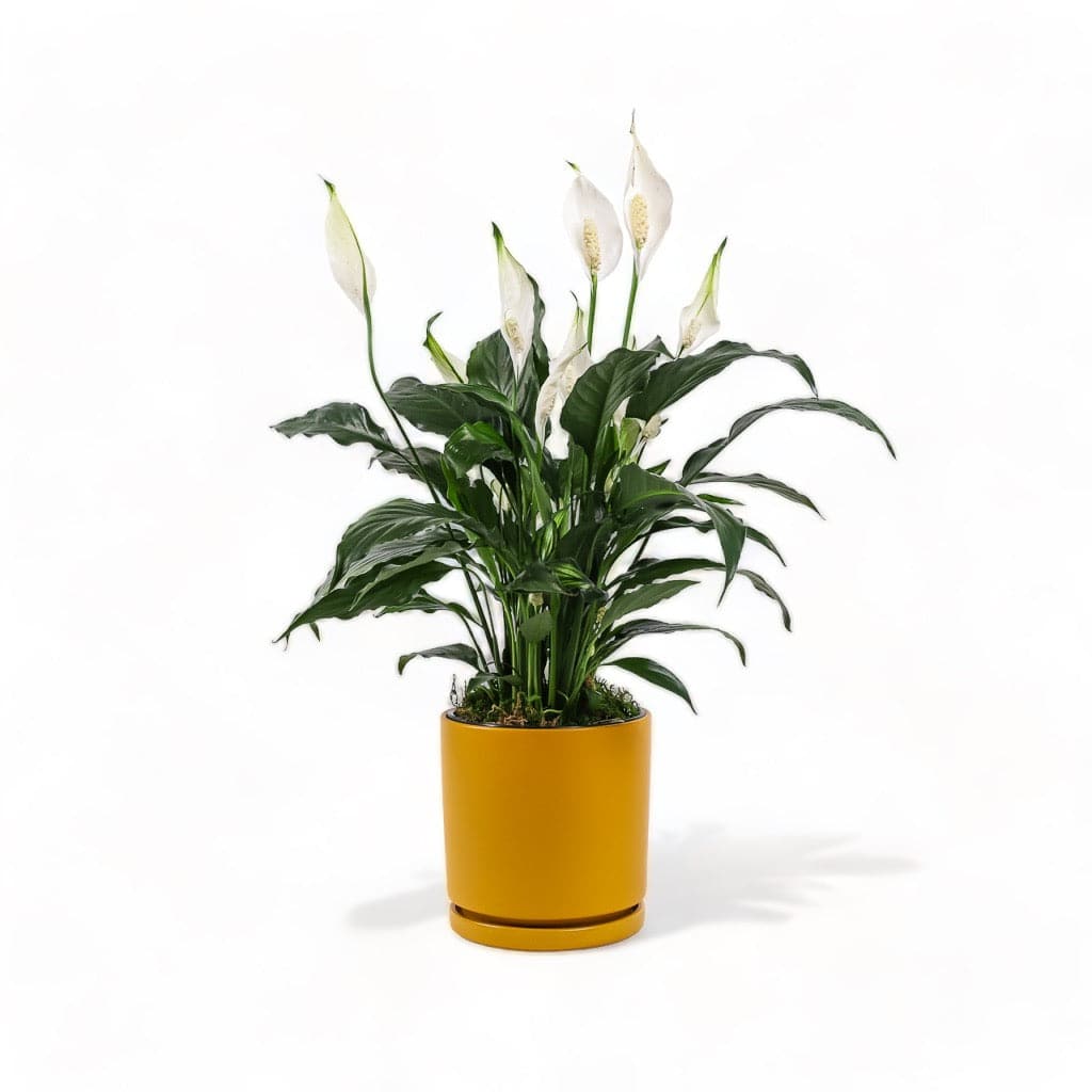 Medium Gemstone Potted Peace Lily - Green Fresh Florals + Plants