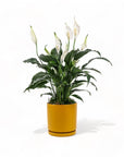 Medium Gemstone Potted Peace Lily - Green Fresh Florals + Plants