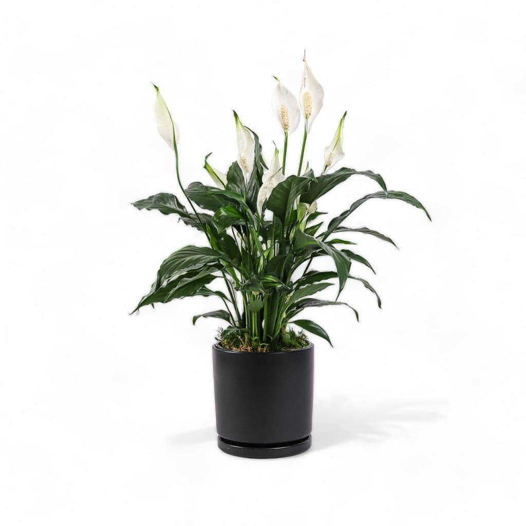 Medium Gemstone Potted Peace Lily - Green Fresh Florals + Plants