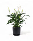 Medium Gemstone Potted Peace Lily - Green Fresh Florals + Plants