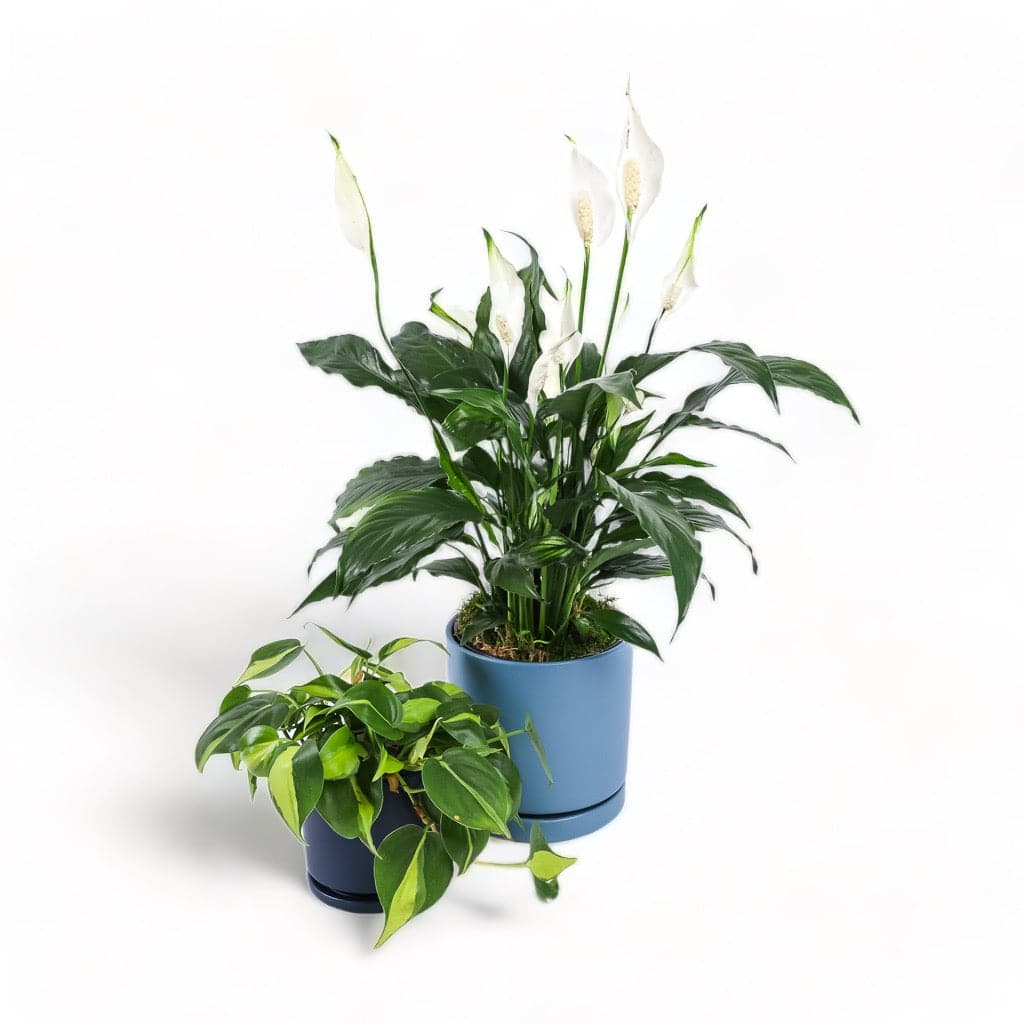 Medium Gemstone Potted Peace Lily - Green Fresh Florals + Plants