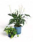 Medium Gemstone Potted Peace Lily - Green Fresh Florals + Plants