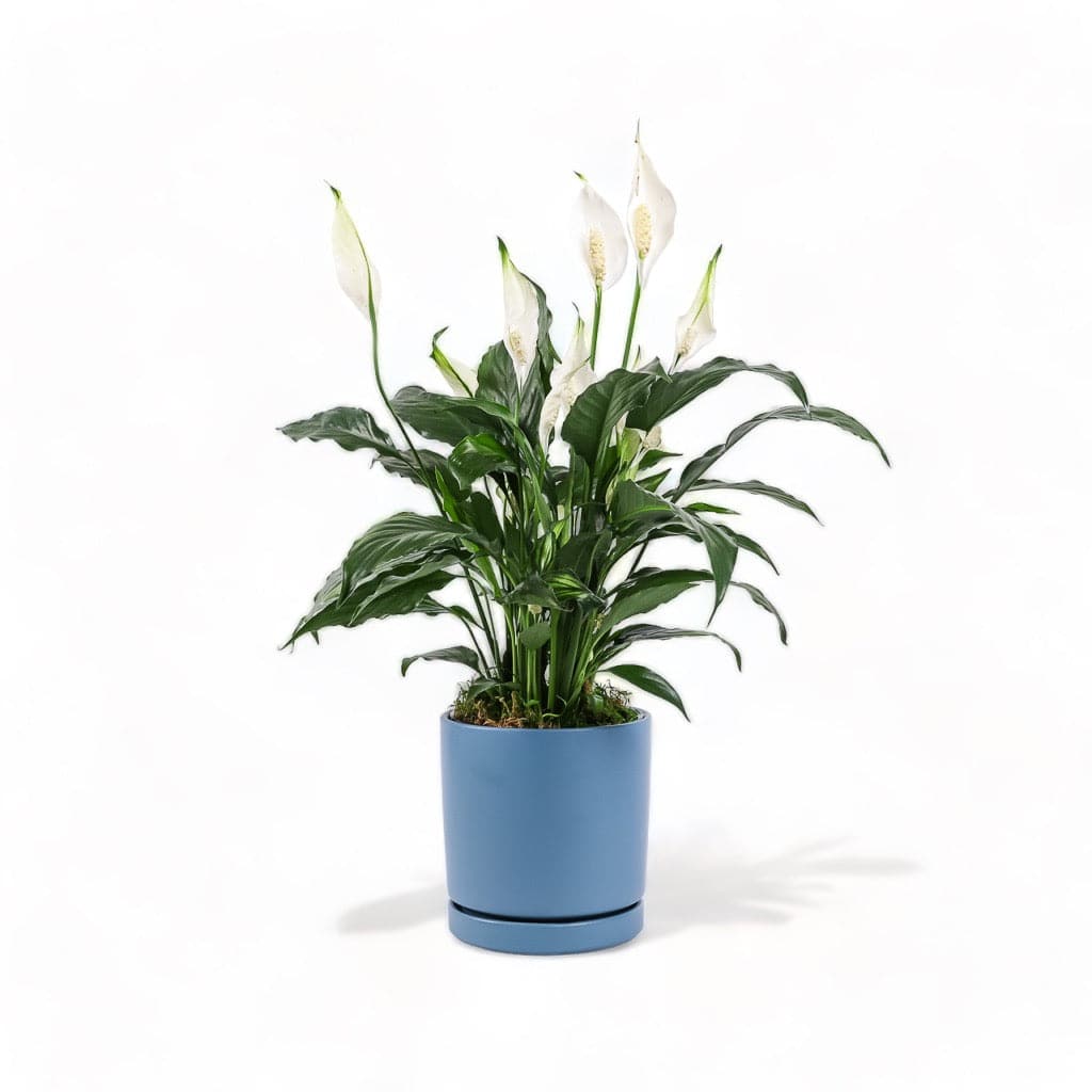 Medium Gemstone Potted Peace Lily - Green Fresh Florals + Plants