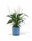 Medium Gemstone Potted Peace Lily - Green Fresh Florals + Plants