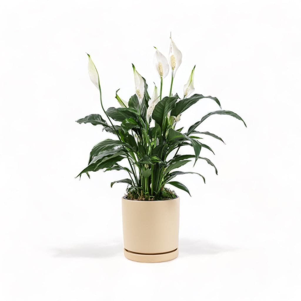 Medium Gemstone Potted Peace Lily - Green Fresh Florals + Plants