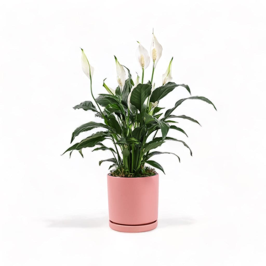 Medium Gemstone Potted Peace Lily - Green Fresh Florals + Plants