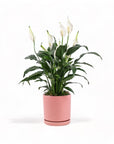 Medium Gemstone Potted Peace Lily - Green Fresh Florals + Plants