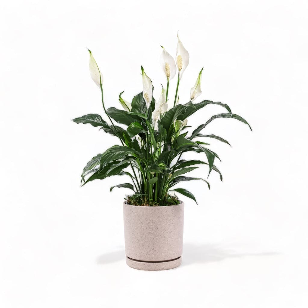 Medium Gemstone Potted Peace Lily - Green Fresh Florals + Plants