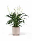 Medium Gemstone Potted Peace Lily - Green Fresh Florals + Plants