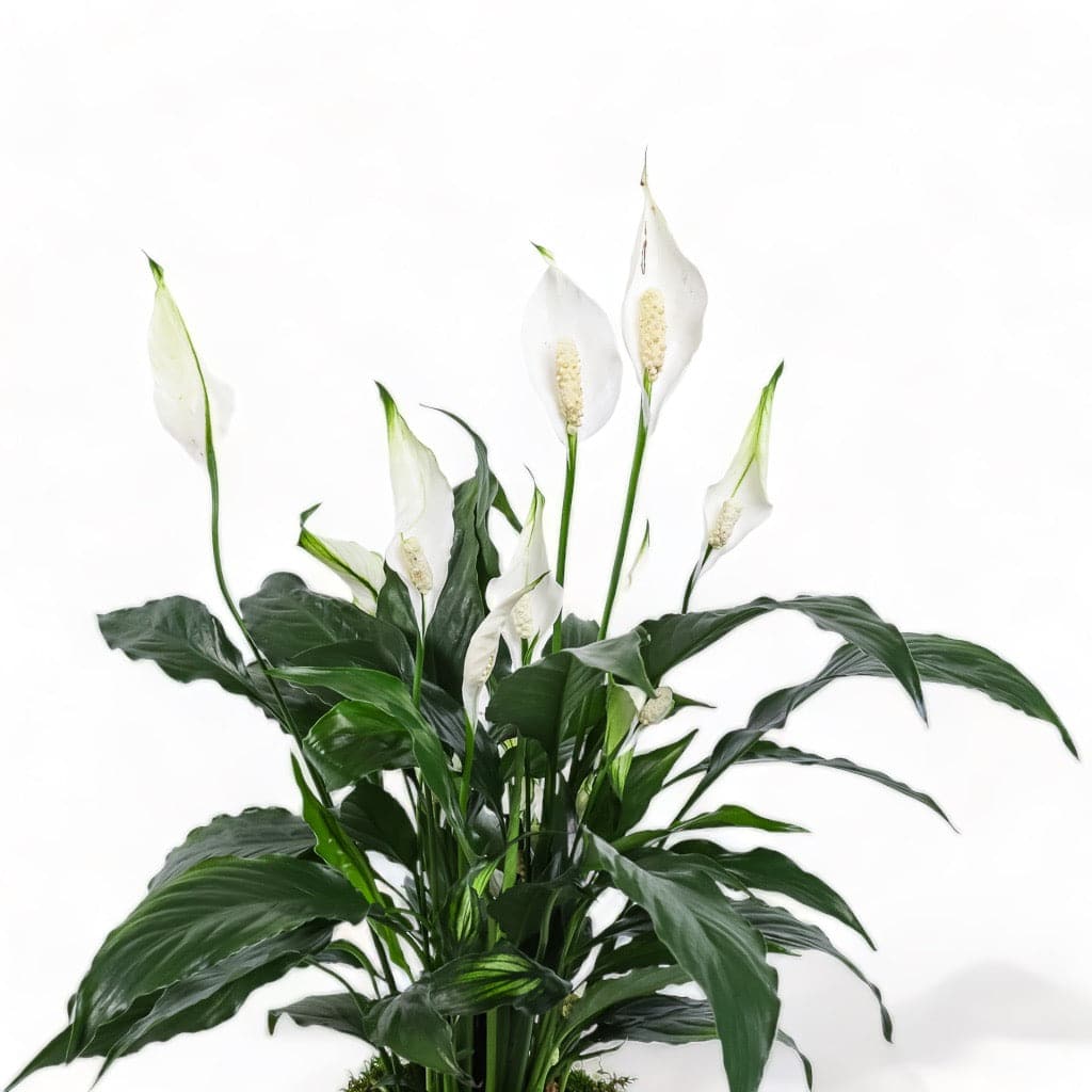 Medium Gemstone Potted Peace Lily - Green Fresh Florals + Plants