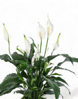 Medium Gemstone Potted Peace Lily - Green Fresh Florals + Plants