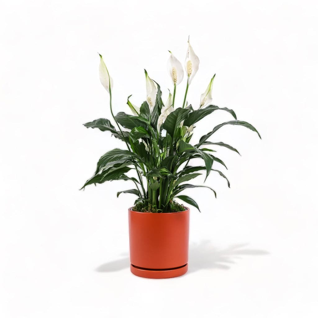 Medium Gemstone Potted Peace Lily - Green Fresh Florals + Plants