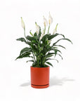 Medium Gemstone Potted Peace Lily - Green Fresh Florals + Plants