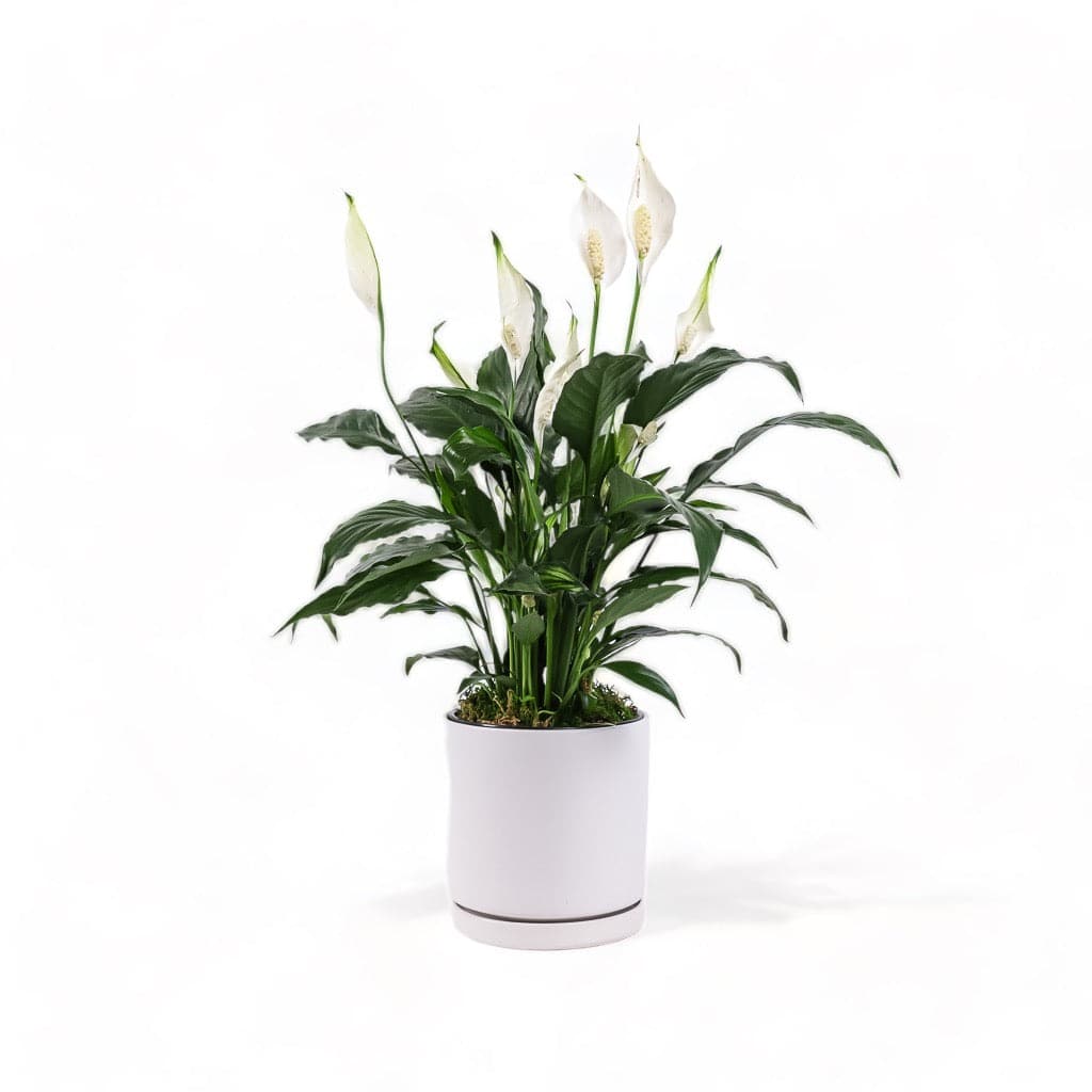 Medium Gemstone Potted Peace Lily - Green Fresh Florals + Plants