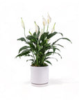 Medium Gemstone Potted Peace Lily - Green Fresh Florals + Plants