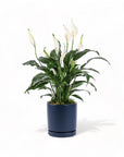 Medium Gemstone Potted Peace Lily - Green Fresh Florals + Plants