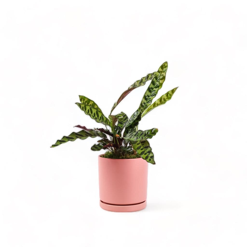 Medium Gemstone Potted Rattlesnake Calathea - Green Fresh Florals + Plants