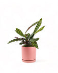 Medium Gemstone Potted Rattlesnake Calathea - Green Fresh Florals + Plants