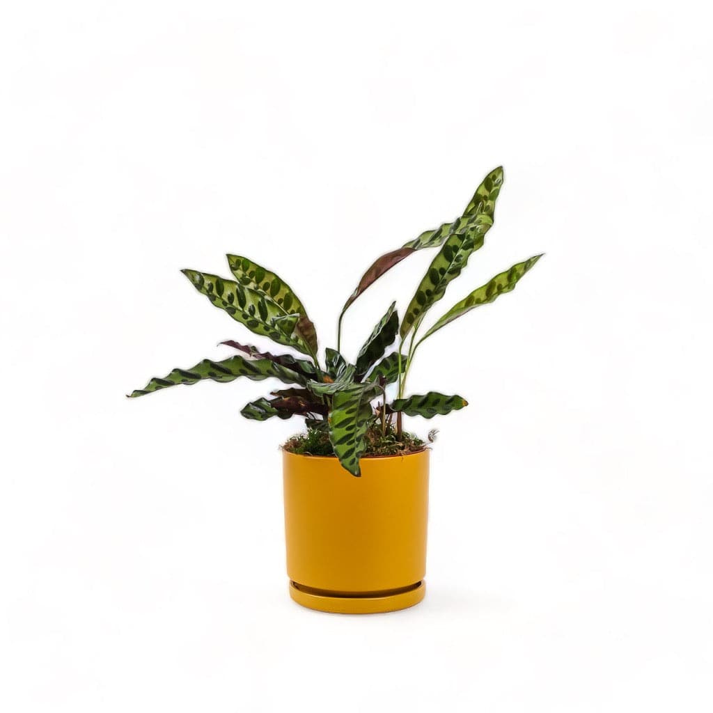 Medium Gemstone Potted Rattlesnake Calathea - Green Fresh Florals + Plants