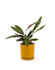 Medium Gemstone Potted Rattlesnake Calathea - Green Fresh Florals + Plants