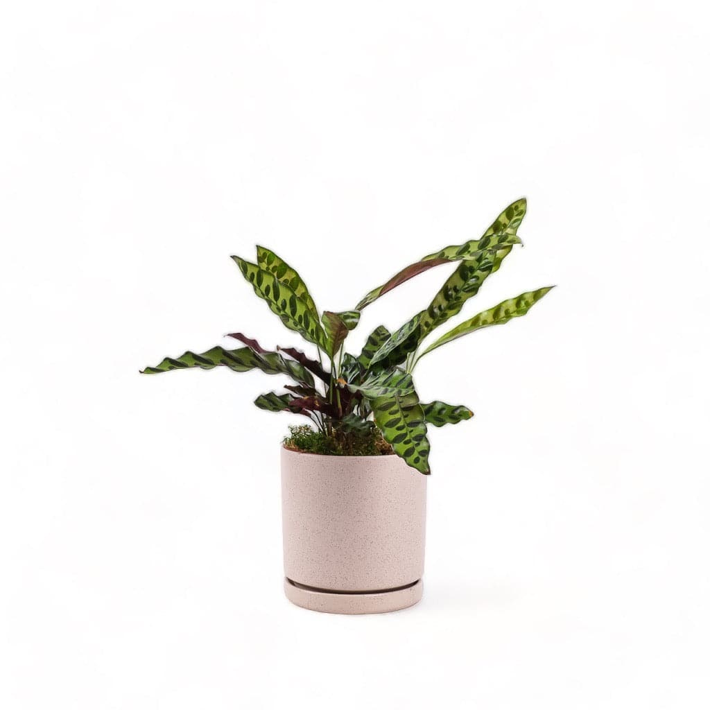 Medium Gemstone Potted Rattlesnake Calathea - Green Fresh Florals + Plants