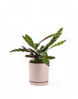 Medium Gemstone Potted Rattlesnake Calathea - Green Fresh Florals + Plants