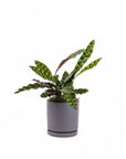 Medium Gemstone Potted Rattlesnake Calathea - Green Fresh Florals + Plants