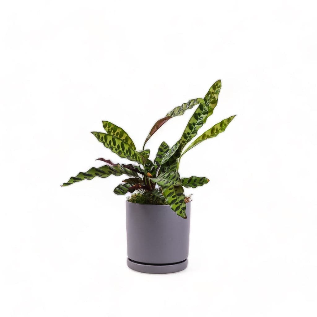 Medium Gemstone Potted Rattlesnake Calathea - Green Fresh Florals + Plants