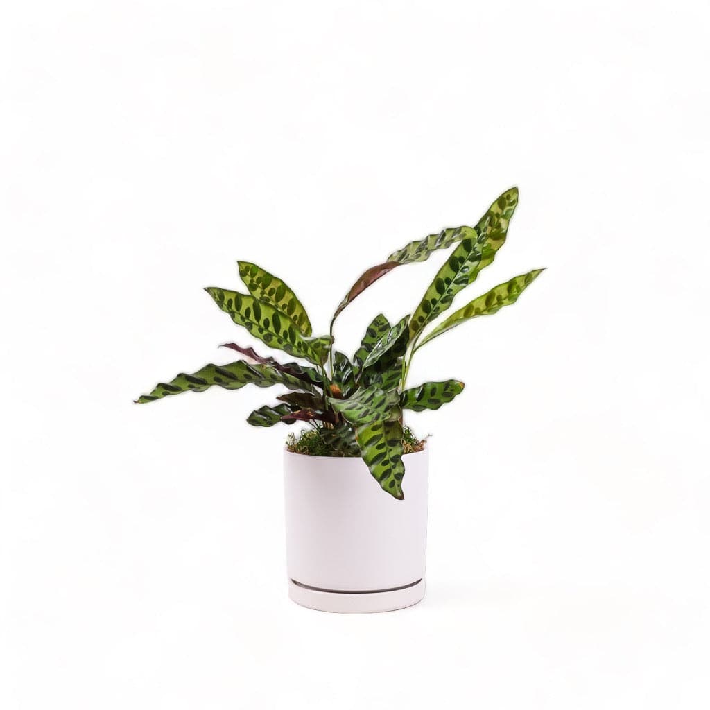 Medium Gemstone Potted Rattlesnake Calathea - Green Fresh Florals + Plants