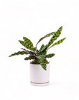 Medium Gemstone Potted Rattlesnake Calathea - Green Fresh Florals + Plants