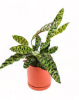 Medium Gemstone Potted Rattlesnake Calathea - Green Fresh Florals + Plants