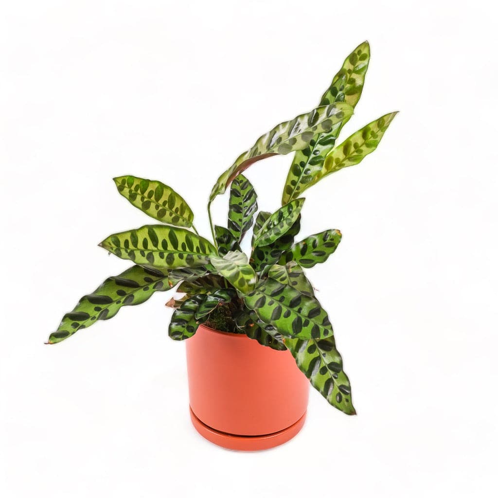 Medium Gemstone Potted Rattlesnake Calathea - Green Fresh Florals + Plants