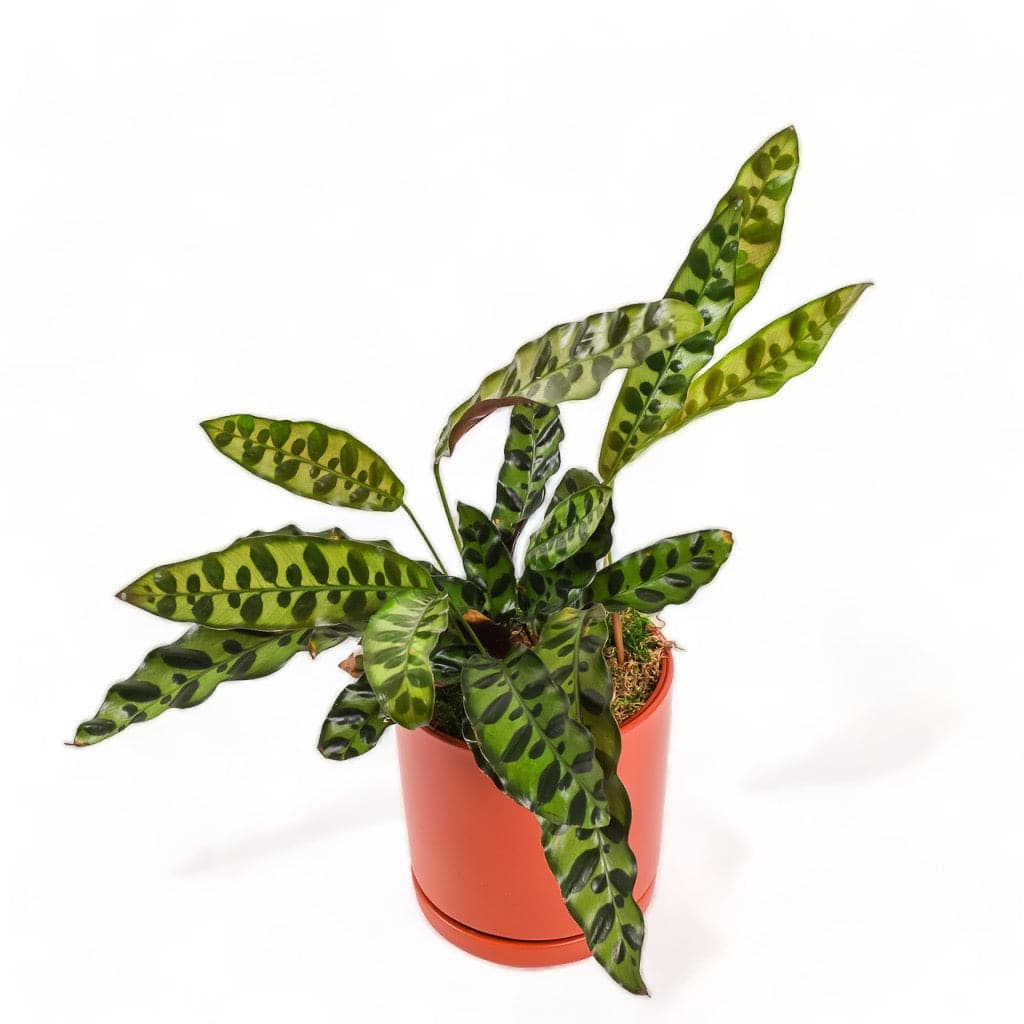 Medium Gemstone Potted Rattlesnake Calathea - Green Fresh Florals + Plants