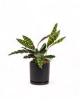 Medium Gemstone Potted Rattlesnake Calathea - Green Fresh Florals + Plants