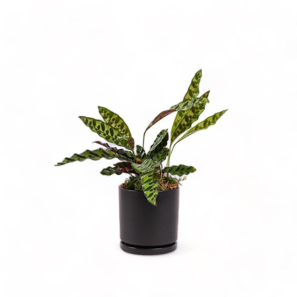 Medium Gemstone Potted Rattlesnake Calathea - Green Fresh Florals + Plants