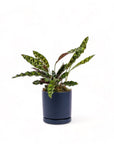 Medium Gemstone Potted Rattlesnake Calathea - Green Fresh Florals + Plants