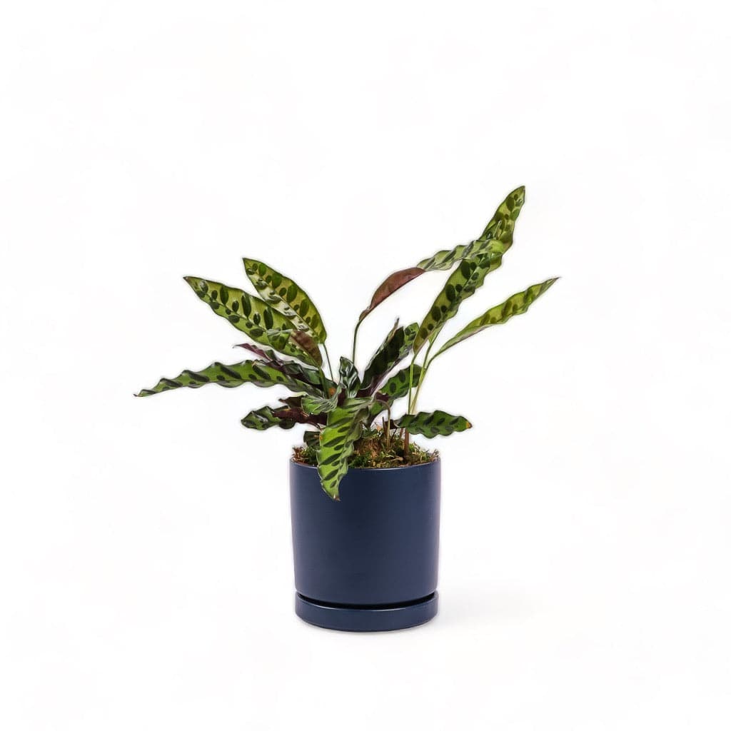 Medium Gemstone Potted Rattlesnake Calathea - Green Fresh Florals + Plants