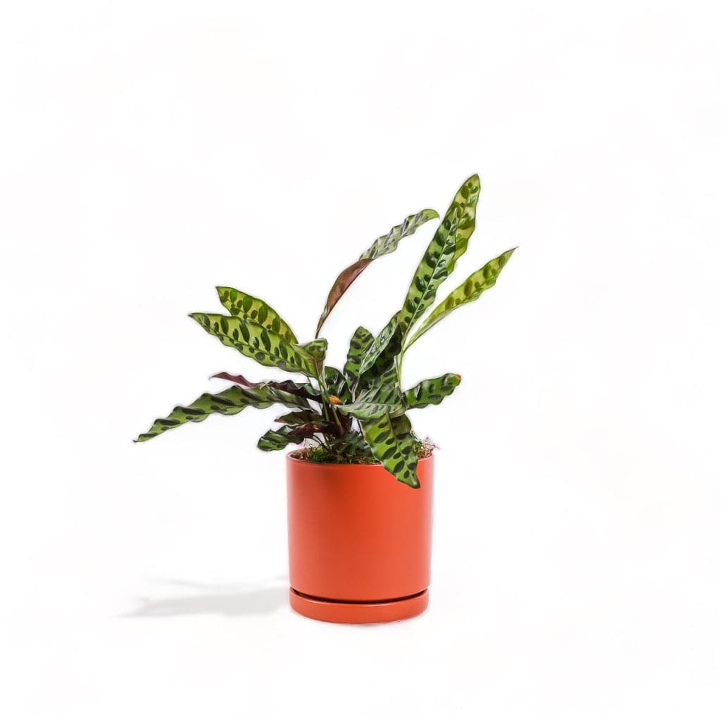 Medium Gemstone Potted Rattlesnake Calathea - Green Fresh Florals + Plants