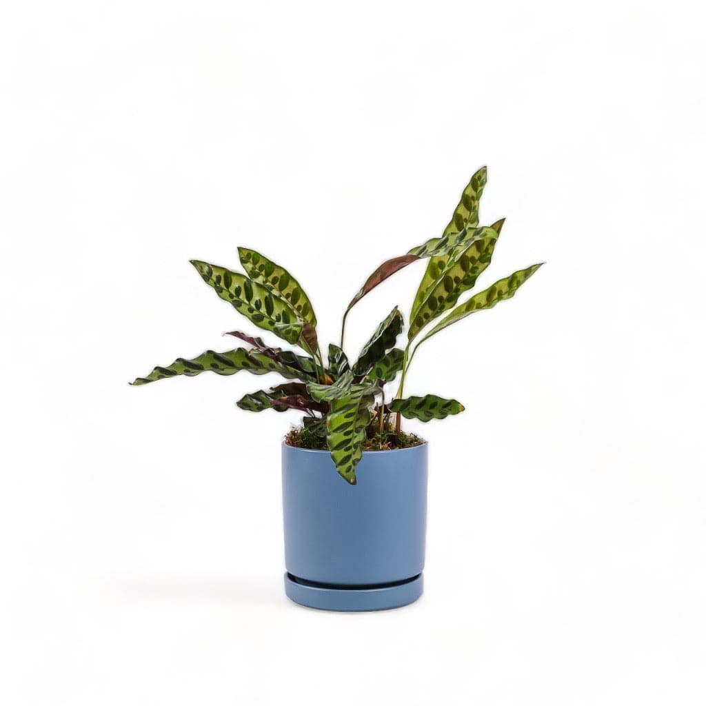 Medium Gemstone Potted Rattlesnake Calathea - Green Fresh Florals + Plants