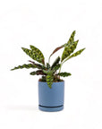 Medium Gemstone Potted Rattlesnake Calathea - Green Fresh Florals + Plants