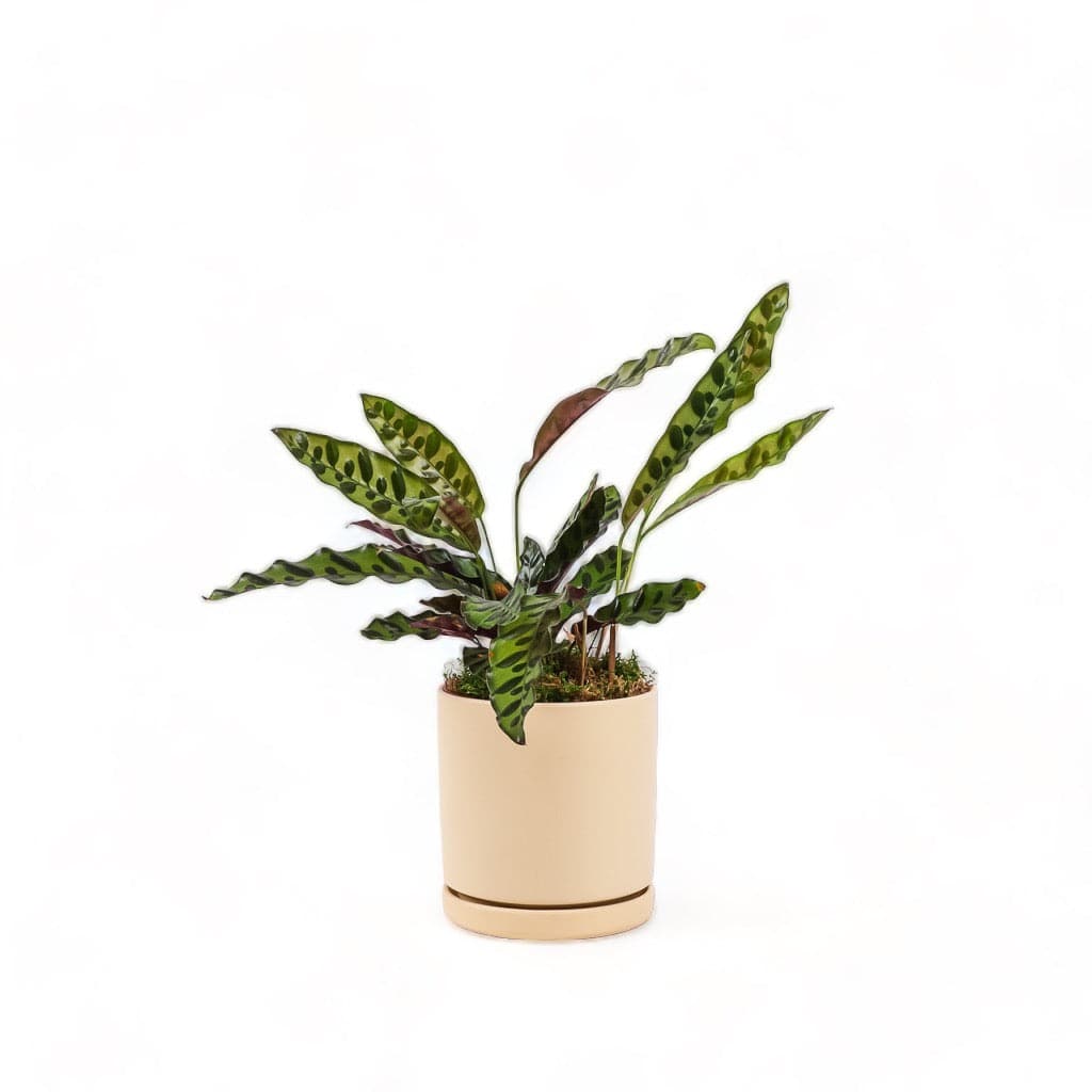 Medium Gemstone Potted Rattlesnake Calathea - Green Fresh Florals + Plants