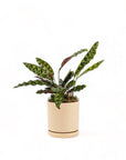 Medium Gemstone Potted Rattlesnake Calathea - Green Fresh Florals + Plants