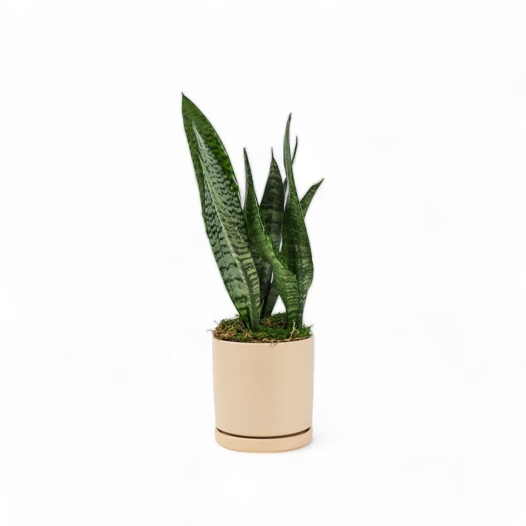 Medium Gemstone Potted Snake Plant - Green Fresh Florals + Plants