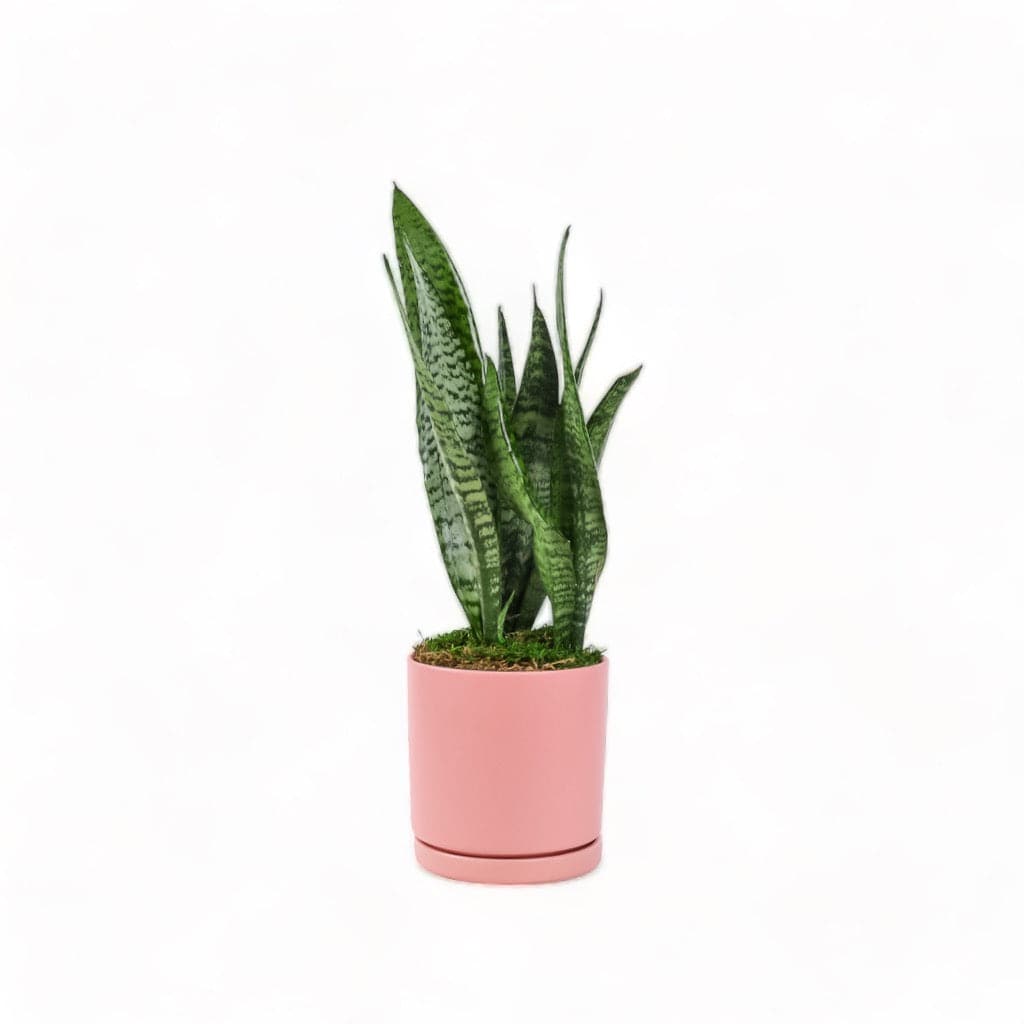 Medium Gemstone Potted Snake Plant - Green Fresh Florals + Plants